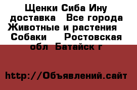 Щенки Сиба Ину доставка - Все города Животные и растения » Собаки   . Ростовская обл.,Батайск г.